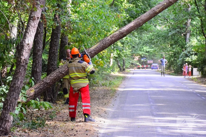 Weg kort afgesloten door omgevallen boom