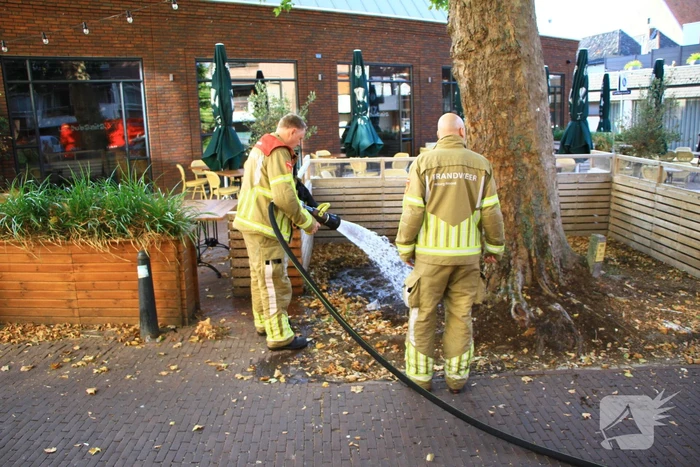 Bladen rondom boom vliegen in brand