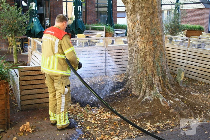 Bladen rondom boom vliegen in brand