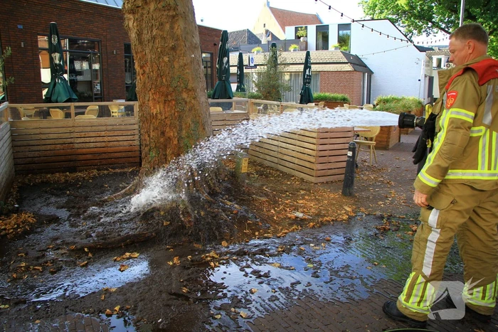 Bladen rondom boom vliegen in brand