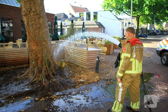 Bladen rondom boom vliegen in brand