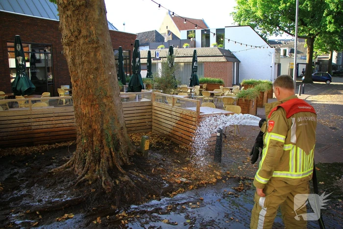 Bladen rondom boom vliegen in brand