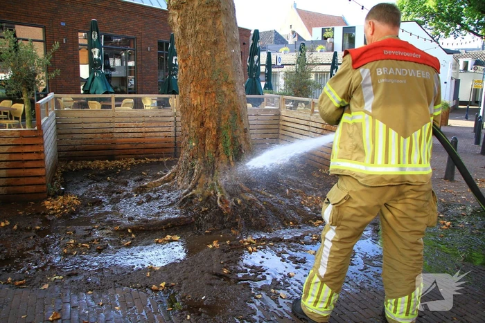 Bladen rondom boom vliegen in brand