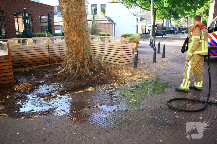 Bladen rondom boom vliegen in brand