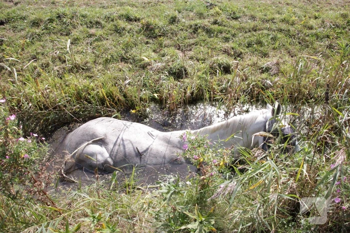 Brandweer redt paard uit sloot