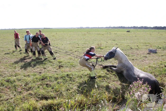 Brandweer redt paard uit sloot