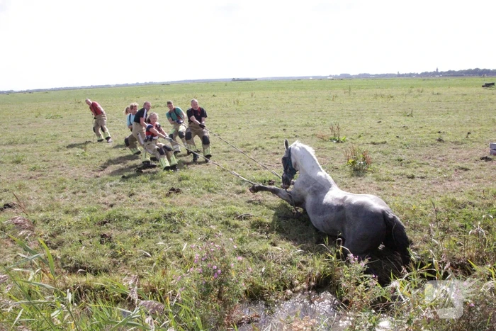 Brandweer redt paard uit sloot