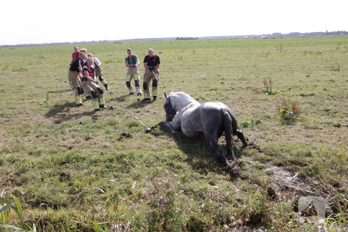 Brandweer redt paard uit sloot