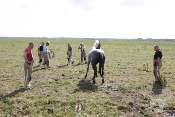 Brandweer redt paard uit sloot