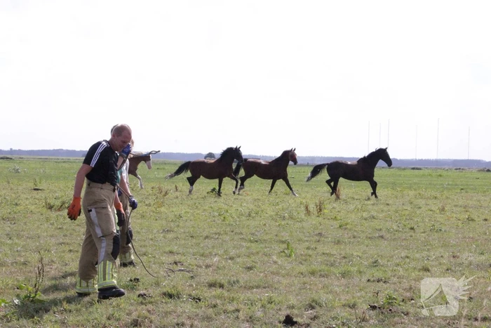 Brandweer redt paard uit sloot