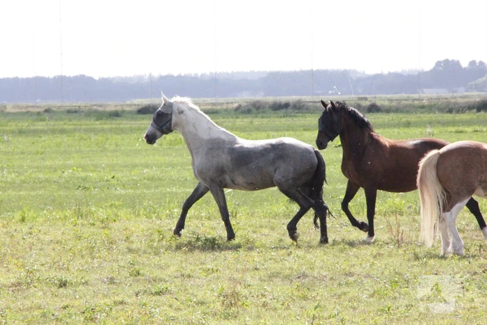 Brandweer redt paard uit sloot