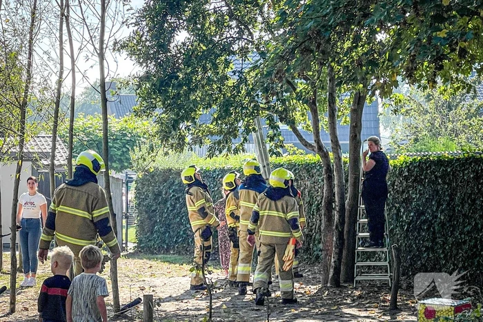 Kinderen vast in boom, brandweer schiet te hulp