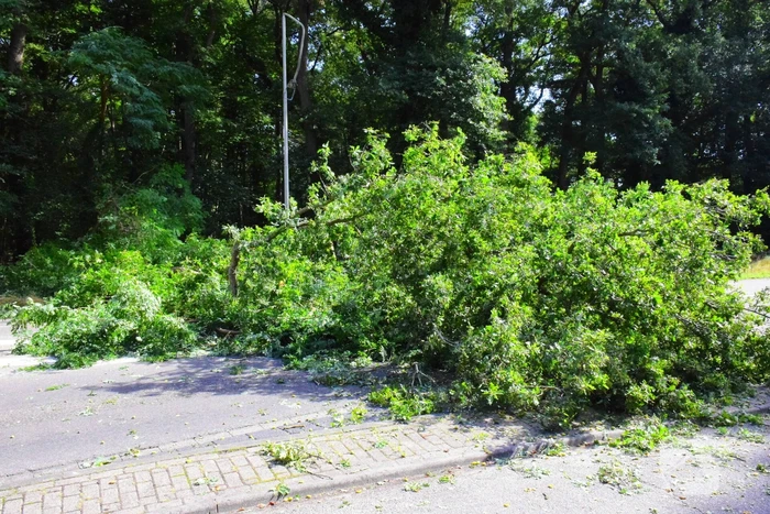 Auto flinke beschadigd door omgevallen boom