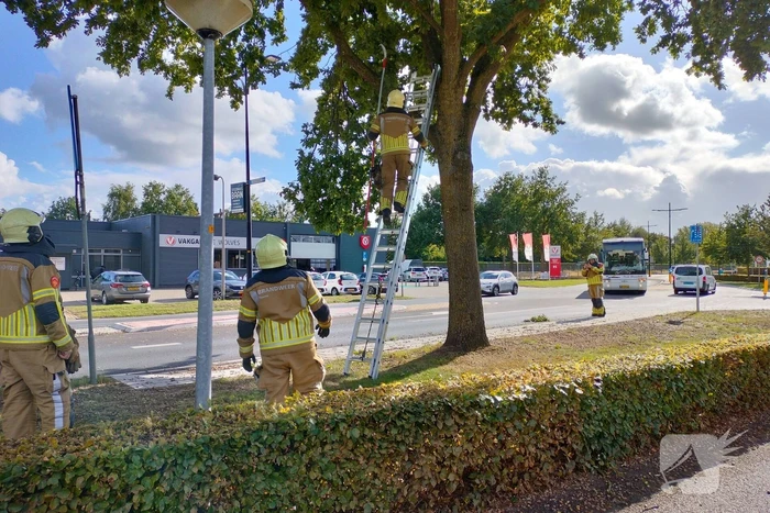 Brandweer verwijdert loshangende tak