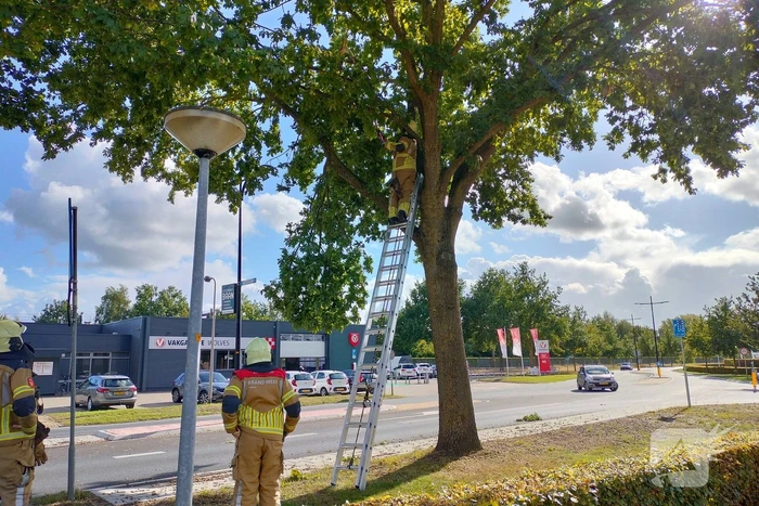 Brandweer verwijdert loshangende tak