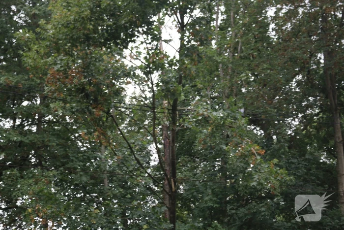 Boom valt op bovenleiding van treinspoor