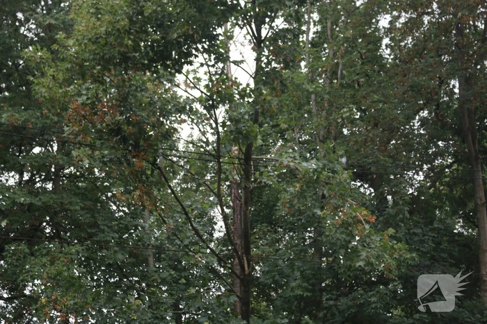 Boom valt op bovenleiding van treinspoor