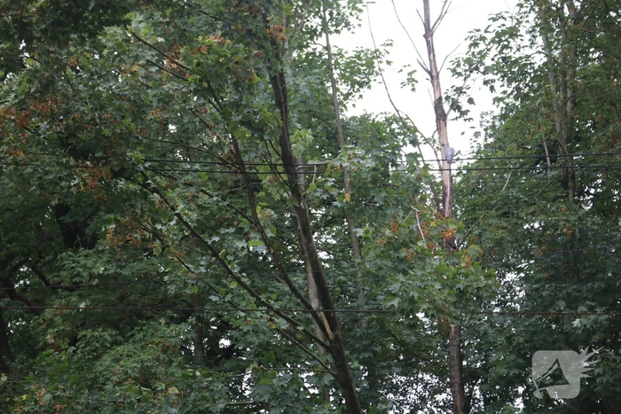 Boom valt op bovenleiding van treinspoor