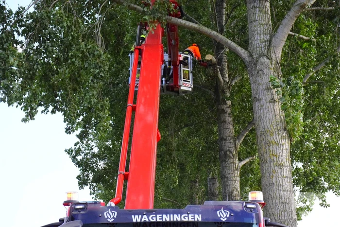 Brandweer ingezet voor loshangende tak