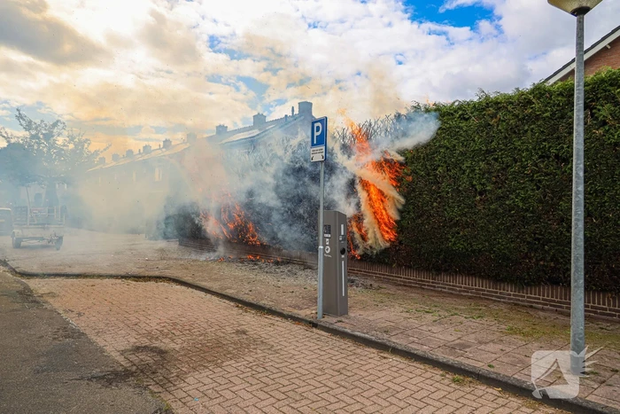 Onkruidbrander zet coniferenhaag in brand