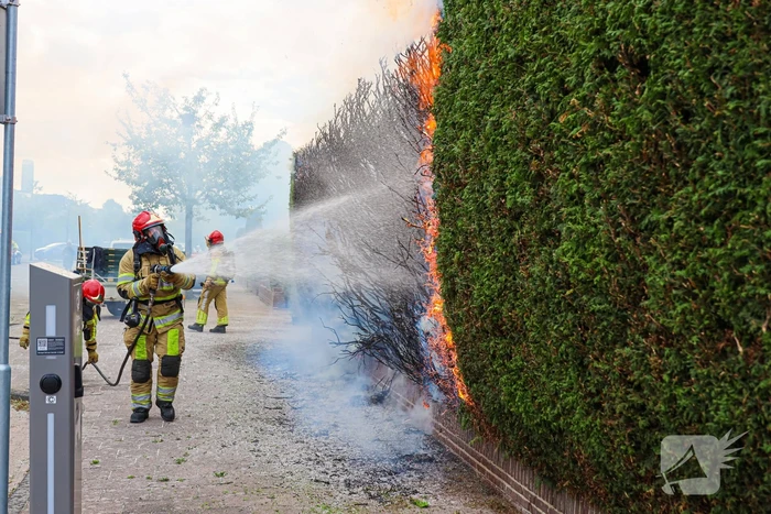 Onkruidbrander zet coniferenhaag in brand