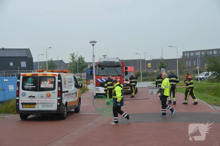 nieuws hoyteslân goutum