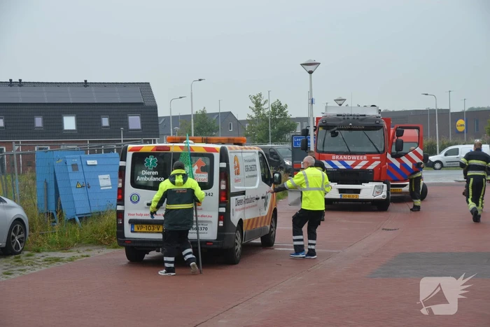 Kip te water gered door brandweerlieden