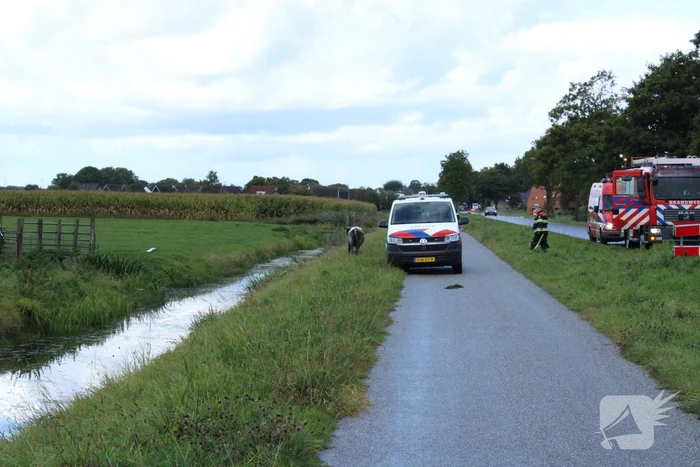 Hulpdiensten ingezet voor koe in de sloot
