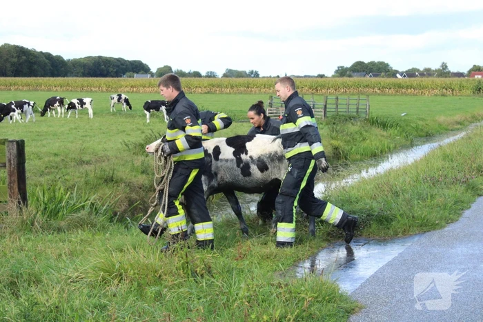 Hulpdiensten ingezet voor koe in de sloot