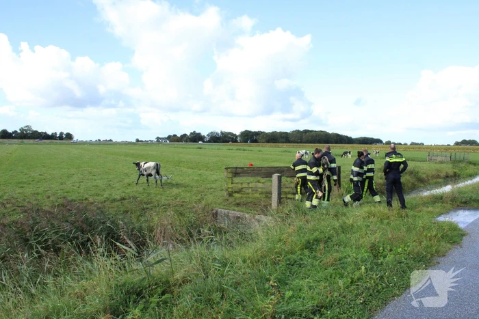 Hulpdiensten ingezet voor koe in de sloot