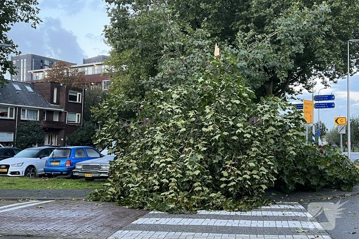 Boom verspert trottoir en straat
