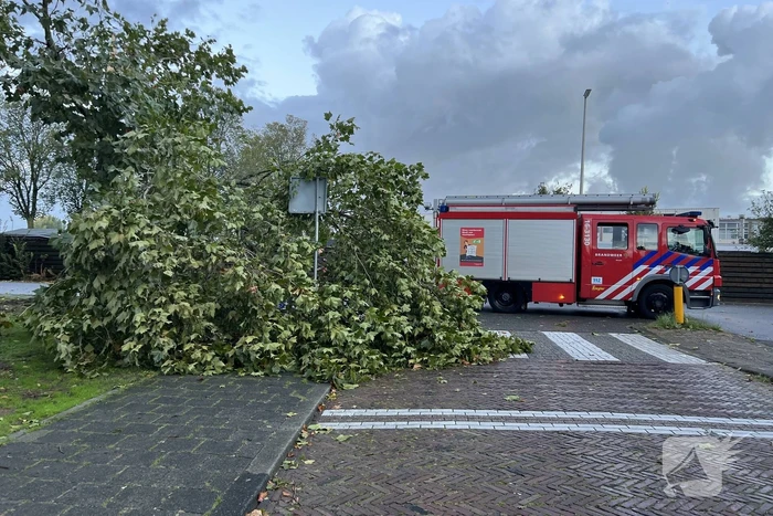 Boom verspert trottoir en straat