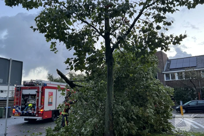 Boom verspert trottoir en straat