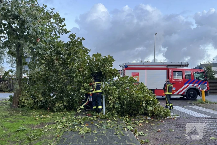 Boom verspert trottoir en straat