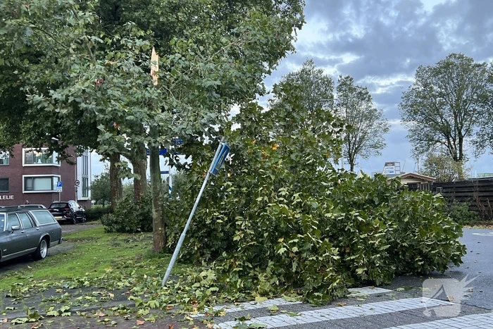 Boom verspert trottoir en straat