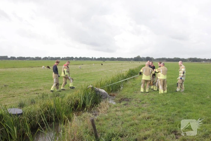 Brandweer redt koe uit sloot