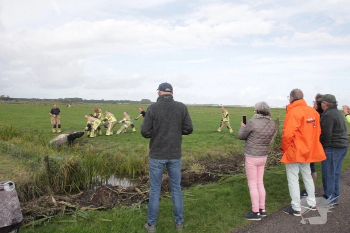 Brandweer redt koe uit sloot