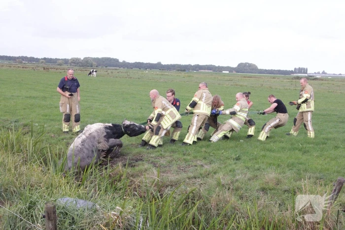 Brandweer redt koe uit sloot