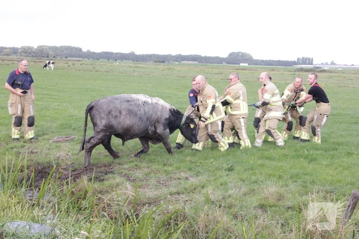 Brandweer redt koe uit sloot