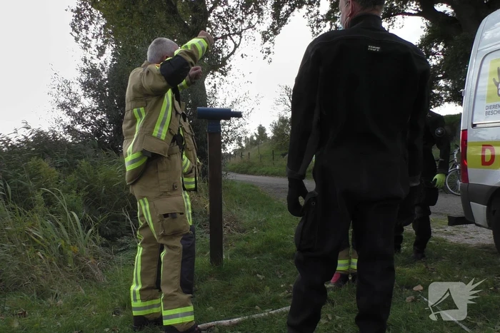 Ganzen met vogelgriep uit water gehaald