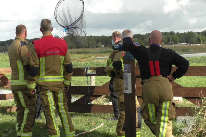 Ganzen met vogelgriep uit water gehaald