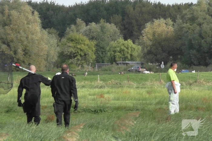 Ganzen met vogelgriep uit water gehaald
