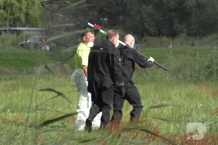 Ganzen met vogelgriep uit water gehaald