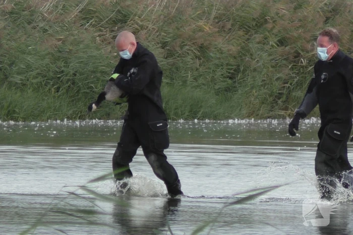 Ganzen met vogelgriep uit water gehaald
