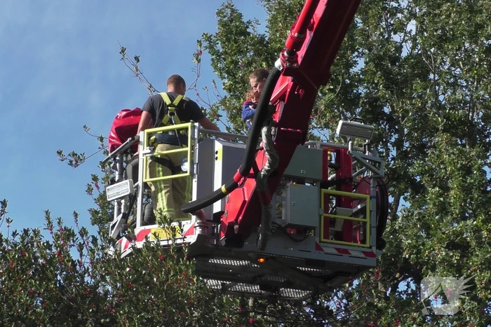Persoon vast in top van boom