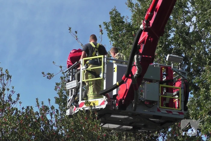 Persoon vast in top van boom