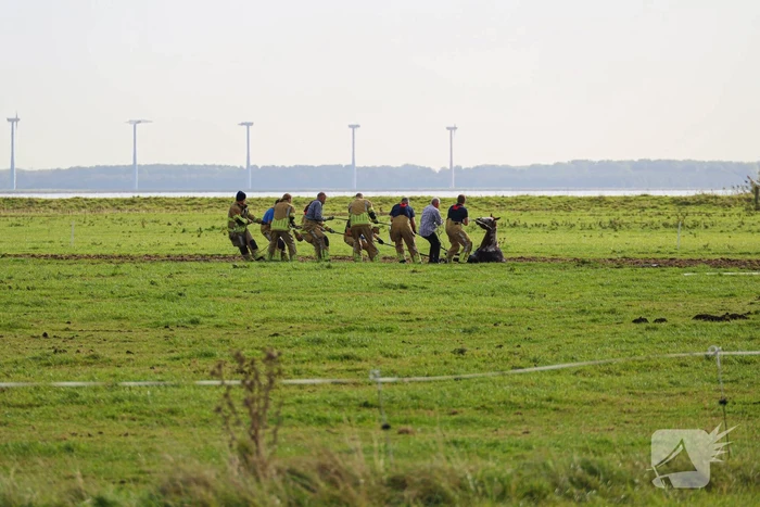 Paard uit sloot gered