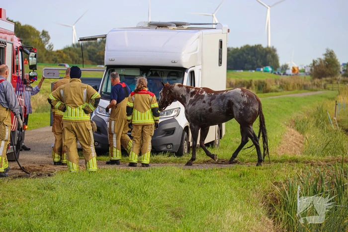Paard uit sloot gered