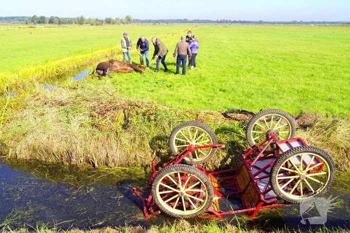 Paard met menwagen belanden in sloot