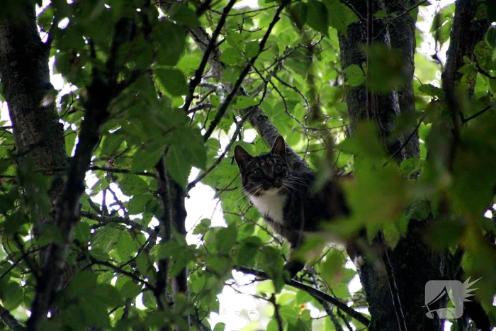 Kat Nala door brandweer uit boom gered